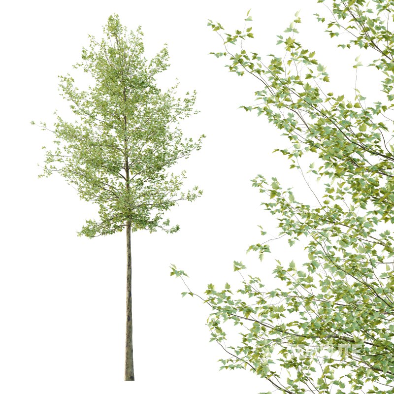 Sycamore Platanus Tree 06 Image 5