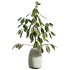 AV Indoor Plants Set 349 Ficus Dracaena Marginata and Olive and Robusta Abidjan - Thumbnail 2