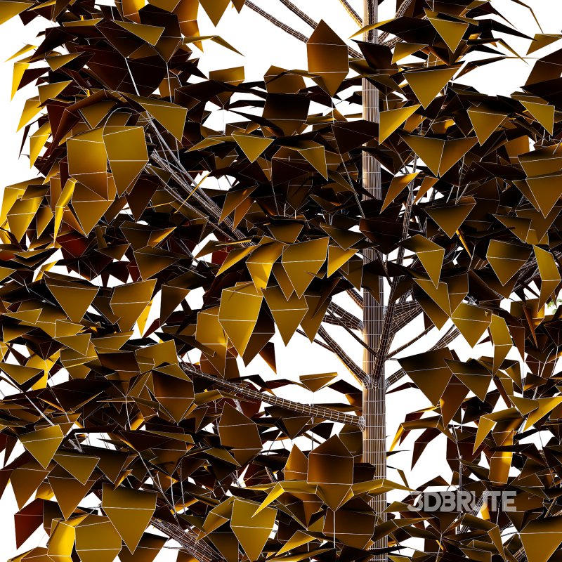 Tilia platyphyllos Tree 05 Image 5