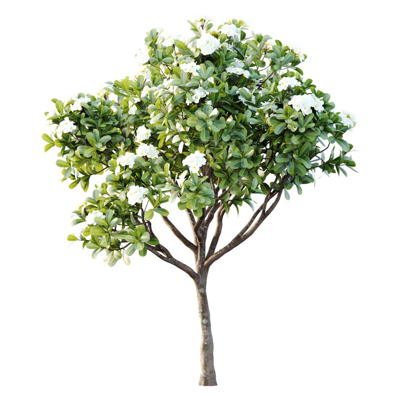 Plumeria Obtusa plant 05 Image 6