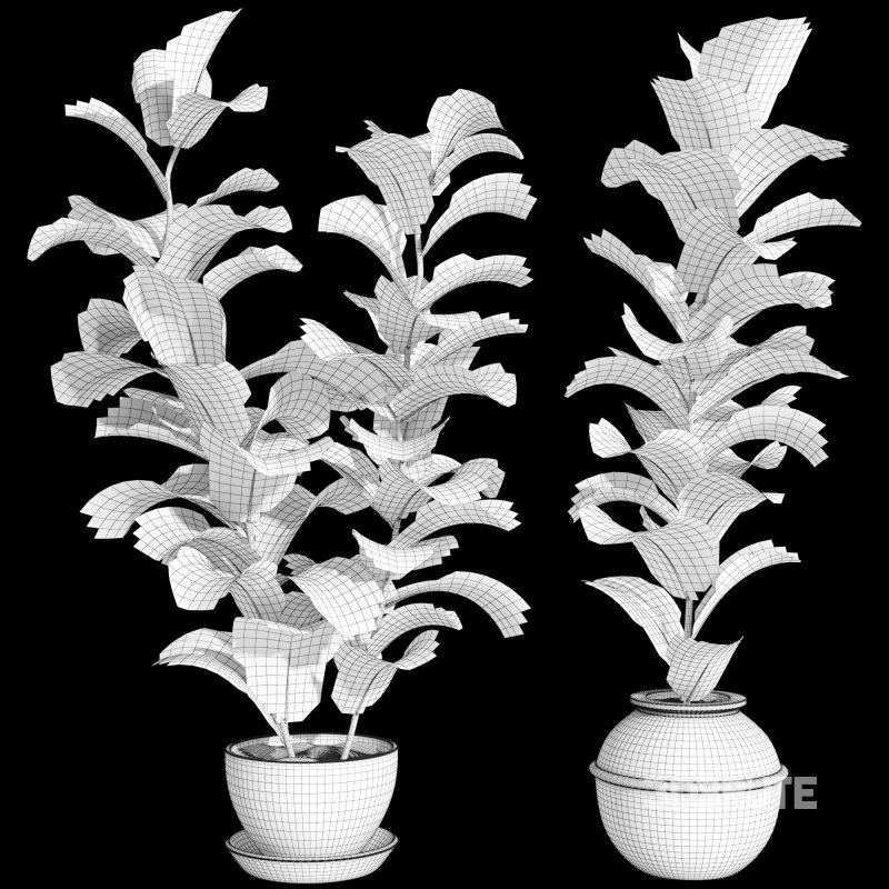 Bonsai Jungle Ficus Fiddle Leaf Fig 444 Image 7