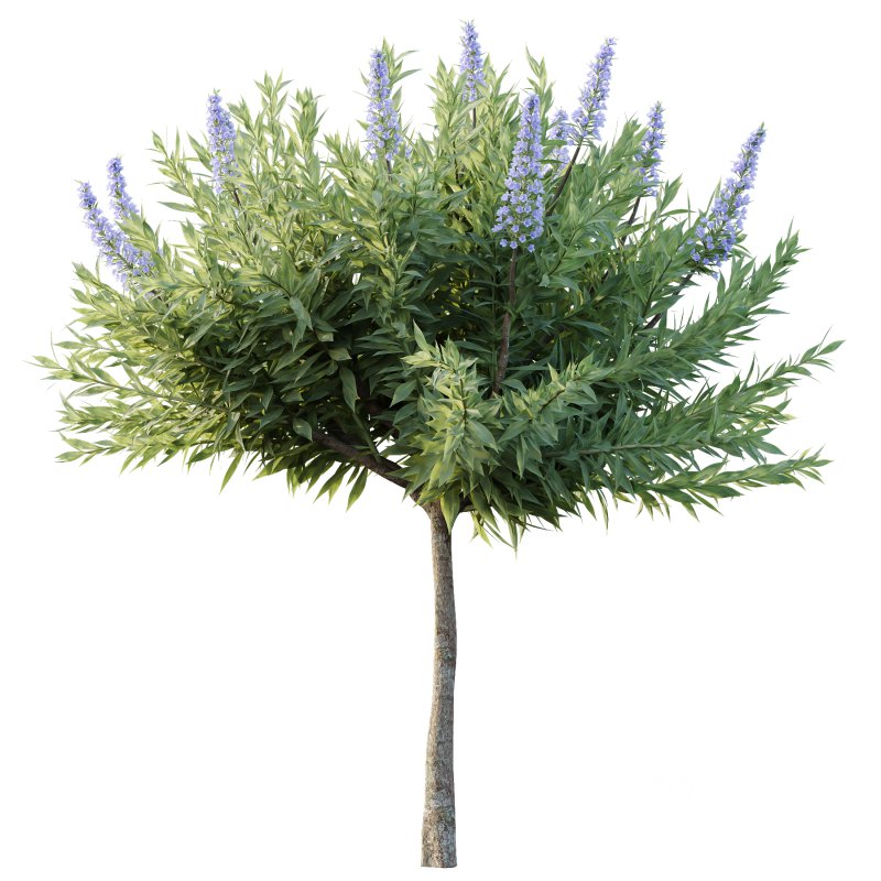 Echium candicans Pride of Madeira Bush 08 Image 5