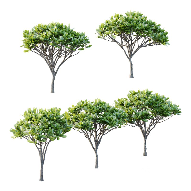 Plumeria Obtusa plant 03 Image 1