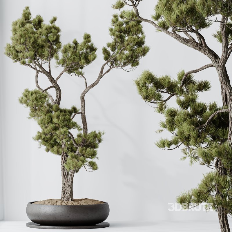 AV Indoor Plants Set 316 Retusa Microcarpa Bonsai Ginseng and Pinus Pentaphylla Bonsai Image 3
