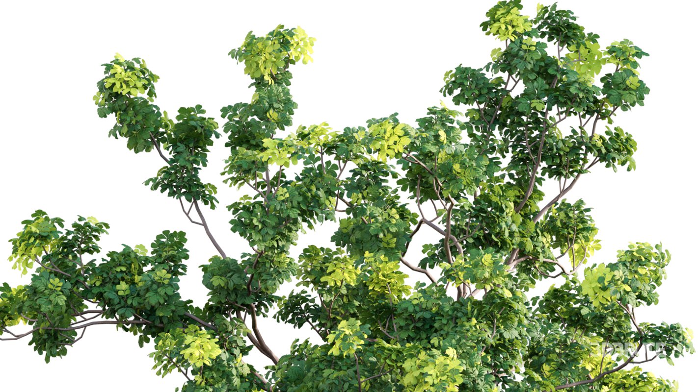 Collection 17 – Chinese garden Image 9