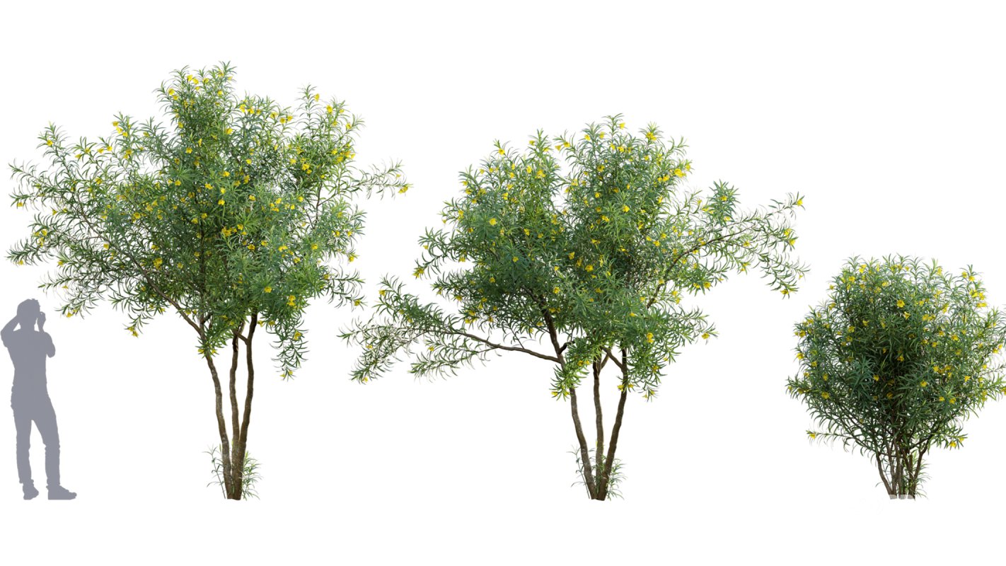 Collection 17 – Chinese garden Image 39