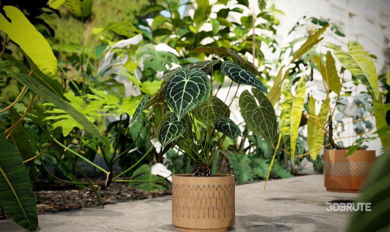 Collection 15 – Interior Plants Image 3