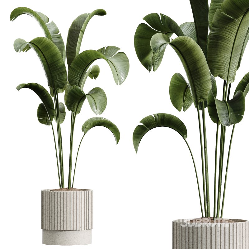 AV Indoor Plants Set 358 Ficus Dracaena Marginata and Banana Strelitzia Nicolai Image 5