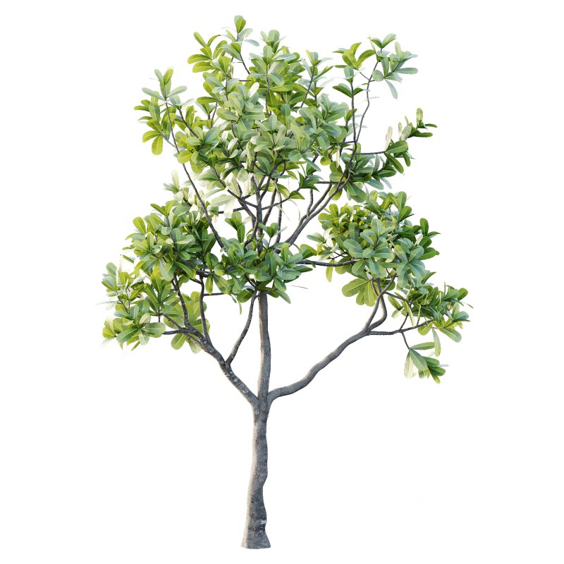 Plumeria Obtusa plant 01 Image 5