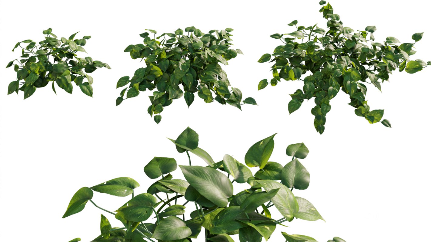 Collection 07 – Central America Garden Image 5