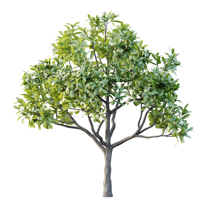 Plumeria Obtusa plant 02 Image 2