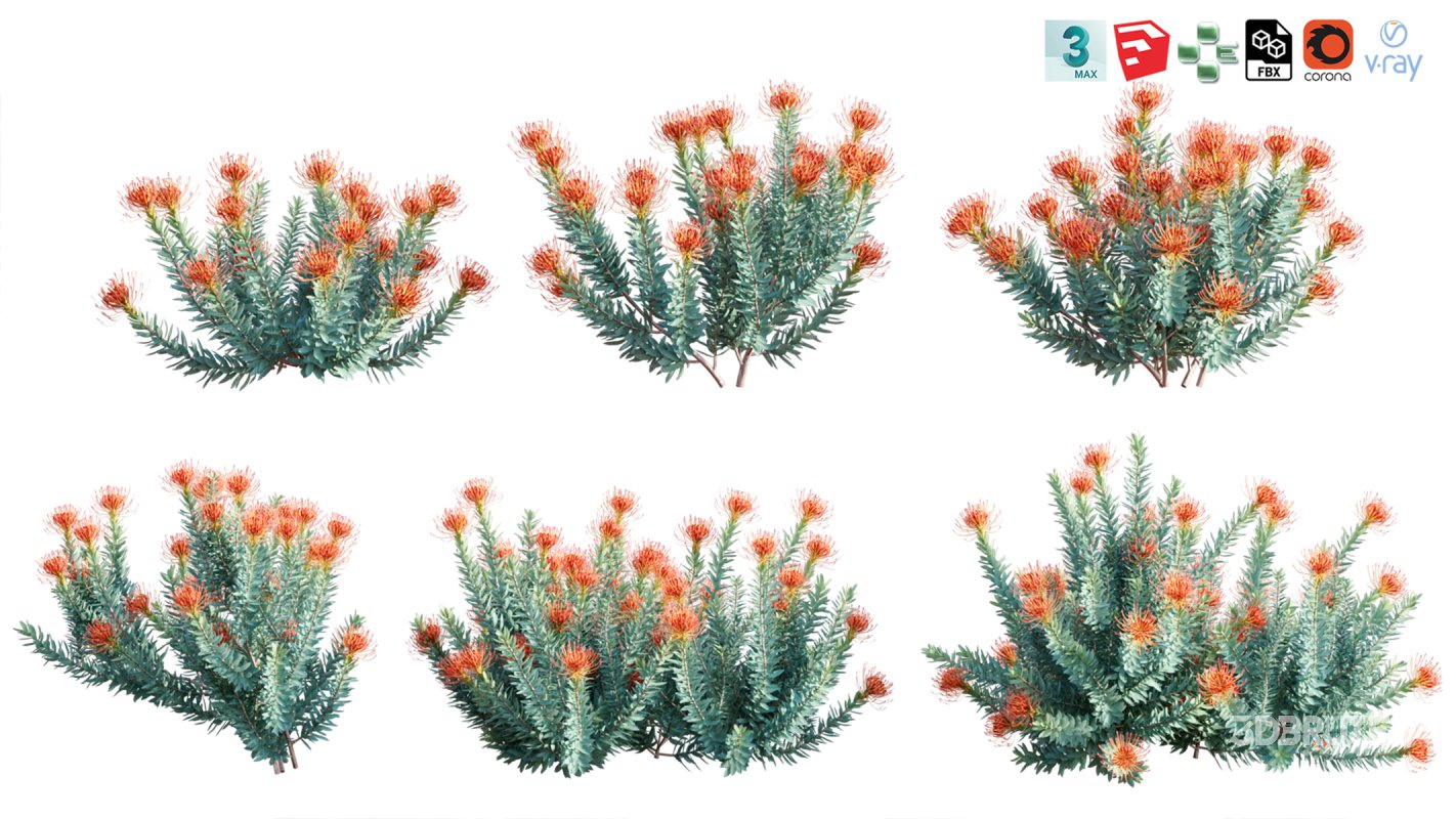 Collection 12 – Desert Garden Image 28