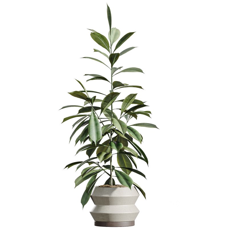 AV Indoor Plants Set 339 Ficus microcarpa and Ficus Cyathistipula and Zamiifolia Image 5