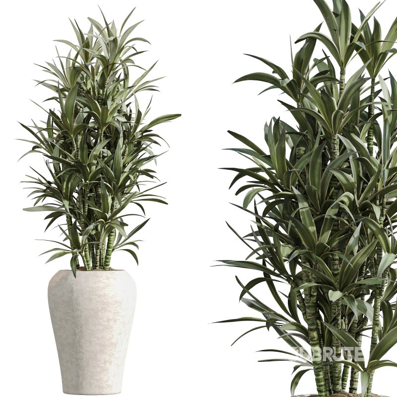 AV Indoor Plants Set 352 Ficus Elastica Beliza and Lemon Lime Cane and Mission Olive Image 5