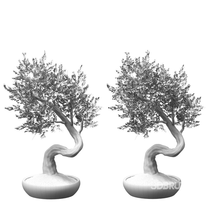 Bonsai Tree Set 001 Image 4