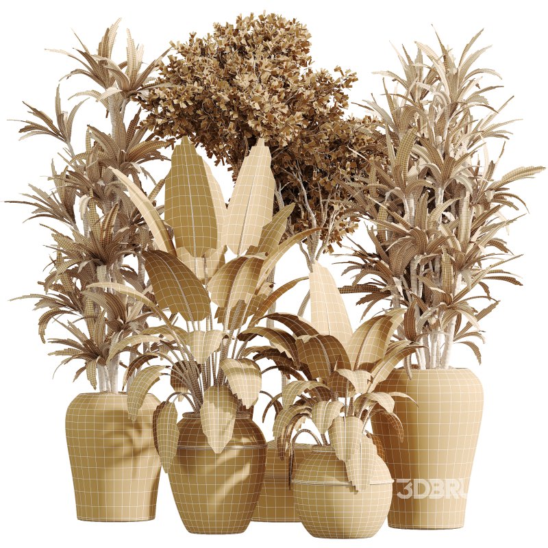AV Indoor Plants Set 352 Ficus Elastica Beliza and Lemon Lime Cane and Mission Olive Image 7