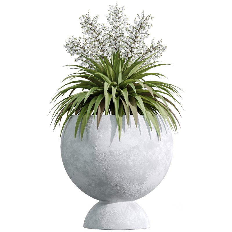 AV Indoor Plants Set 338 Yucca Elephantipes Rupicola and Euphorbia Drupifera Sunshine Agaveville Image 2