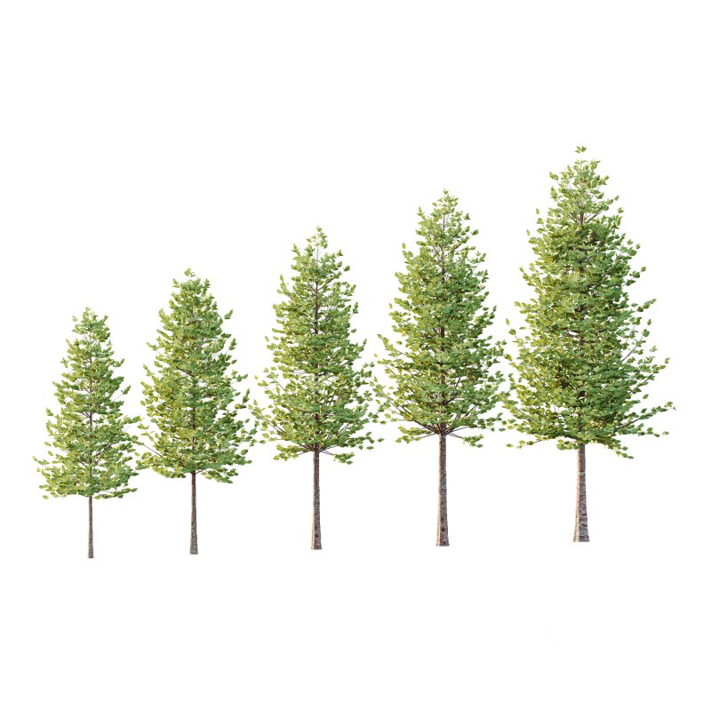 Tilia platyphyllos Tree 07 Image 1