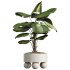 AV Indoor Plants Set 313 Licuala Palm and Olive Tree and Ficus Dracaena Marginata - Thumbnail 3