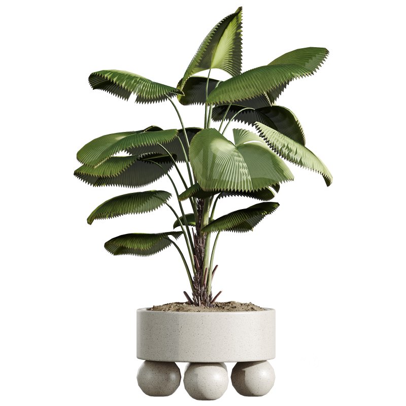 AV Indoor Plants Set 313 Licuala Palm and Olive Tree and Ficus Dracaena Marginata Image 3