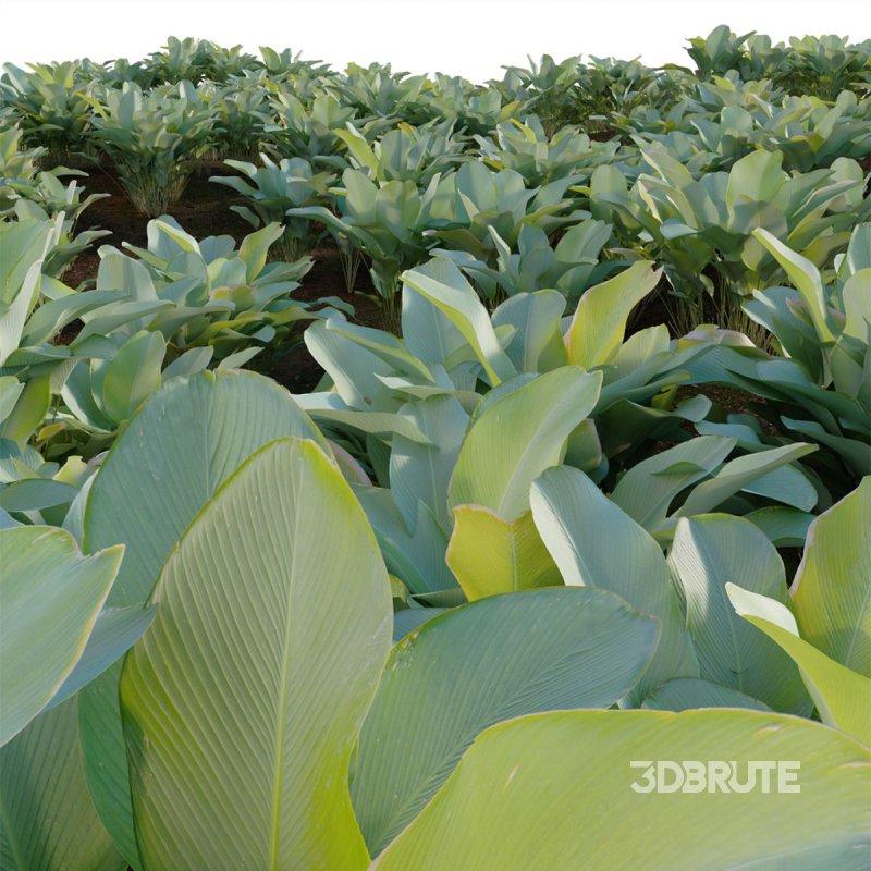 Calathea lutea – Cigar calathea Image 2