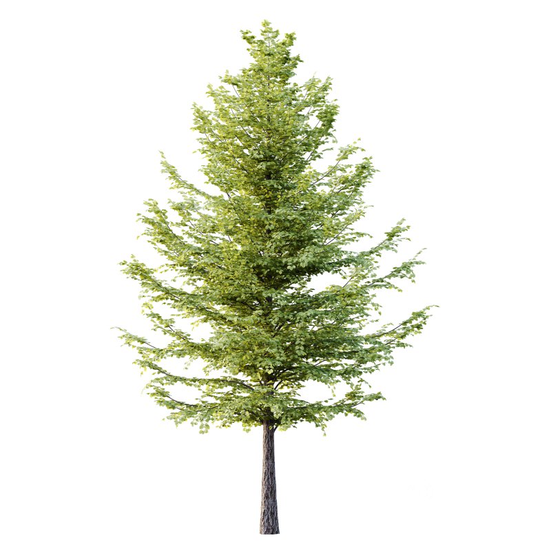 Tilia platyphyllos Tree 10 Image 2