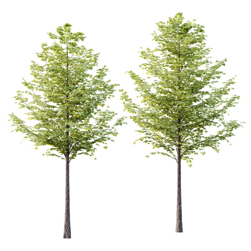 Tilia platyphyllos Tree 16 Image 2