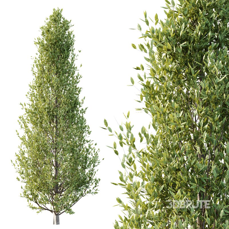 Different Trees 44 Image 3