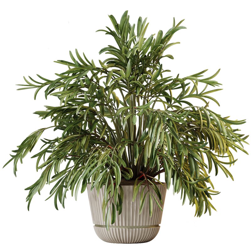 AV Indoor Plants Set 351 Dypsis Palm and Ficus Binnendijki and Ficus Cyathistipula and Elegant Monstera Image 3