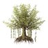 Banian tree - Thumbnail 4