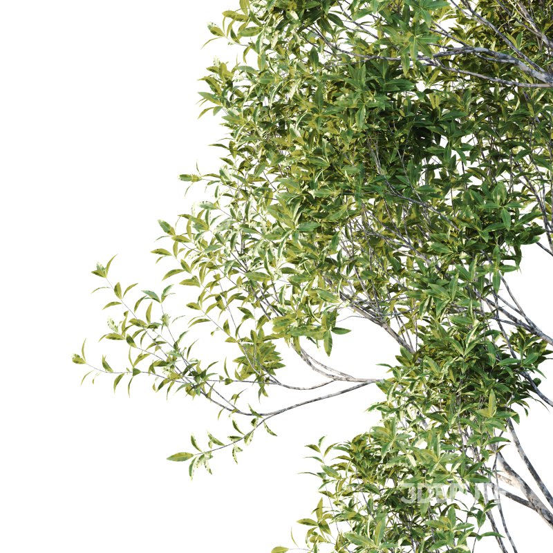 Different Trees 41 Image 3