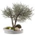 Bohemian Olive Tree Garden - Thumbnail 1