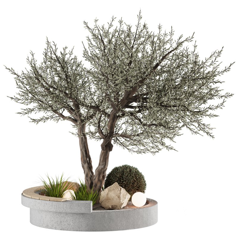 Bohemian Olive Tree Garden Image 1