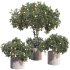 Lemon Tree in Pot Collection - Thumbnail 1