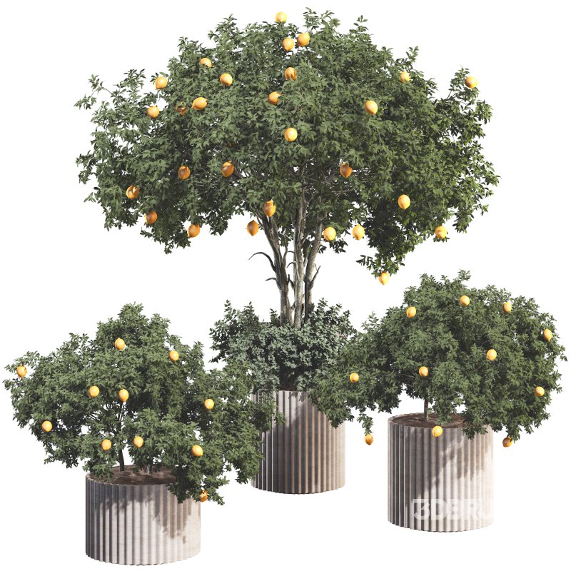 Lemon Tree in Pot Collection Image 1