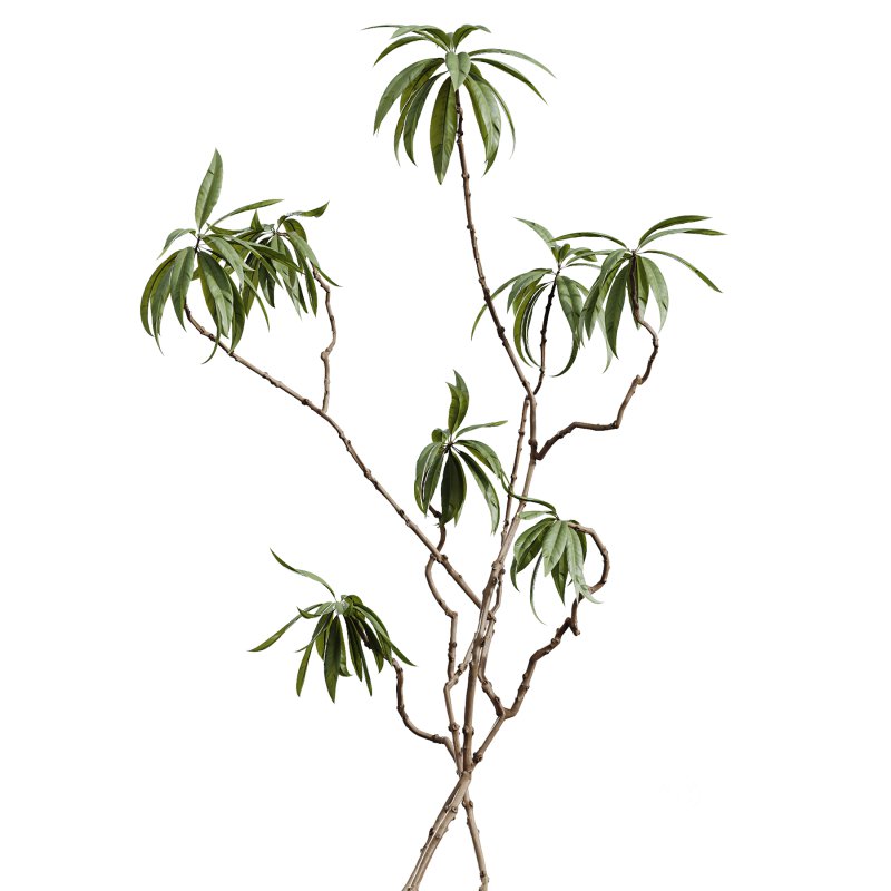 AV Indoor Plants Set 349 Ficus Dracaena Marginata and Olive and Robusta Abidjan Image 1