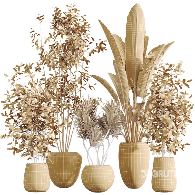AV Indoor Plants Set 350 Olive Eucalyptus and Banana Nicolai and Yucca and Bonsai Orange Image 8