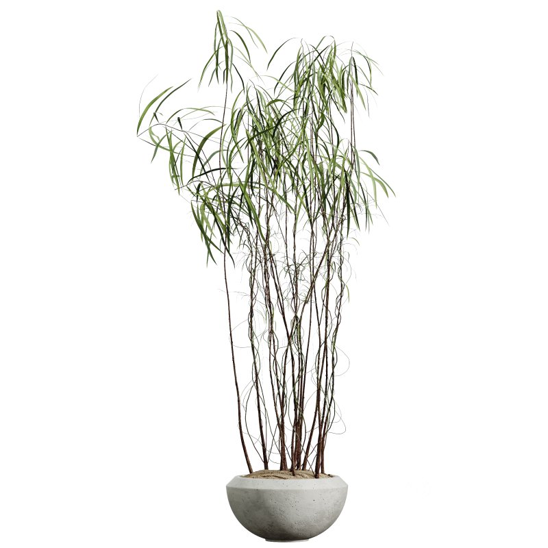 AV Indoor Plants Set 331 Ficus Dracaena Marginata and Alnus Glutinosa Alder and Aloe Vera Image 1