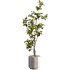 Bonsai Jungle Fiddle Ficus Tree - Thumbnail 3