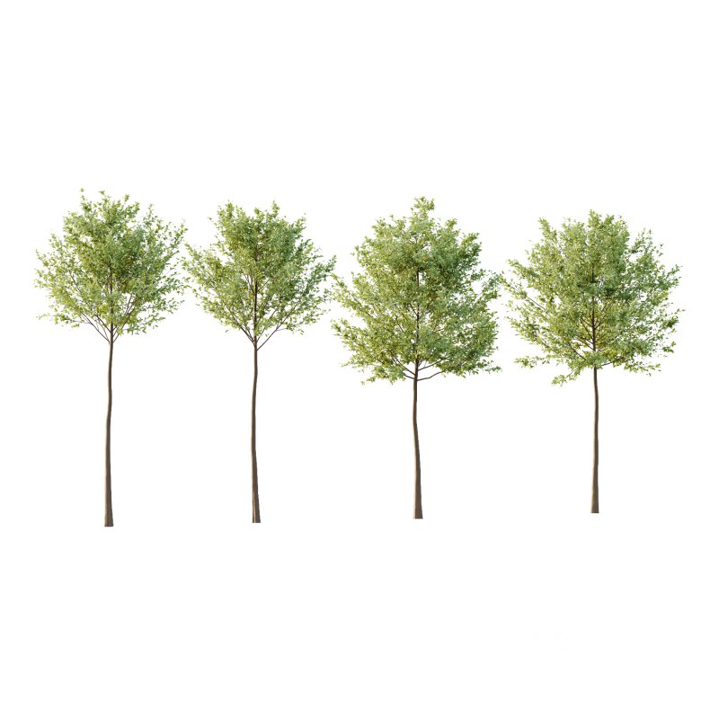 Tilia platyphyllos Tree 04 Image 4