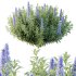 Echium candicans Pride of Madeira Bush 02 - Thumbnail 5