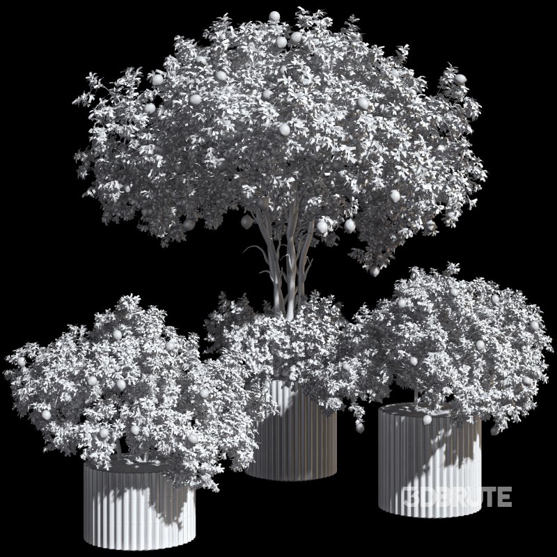 Lemon Tree in Pot Collection Image 5