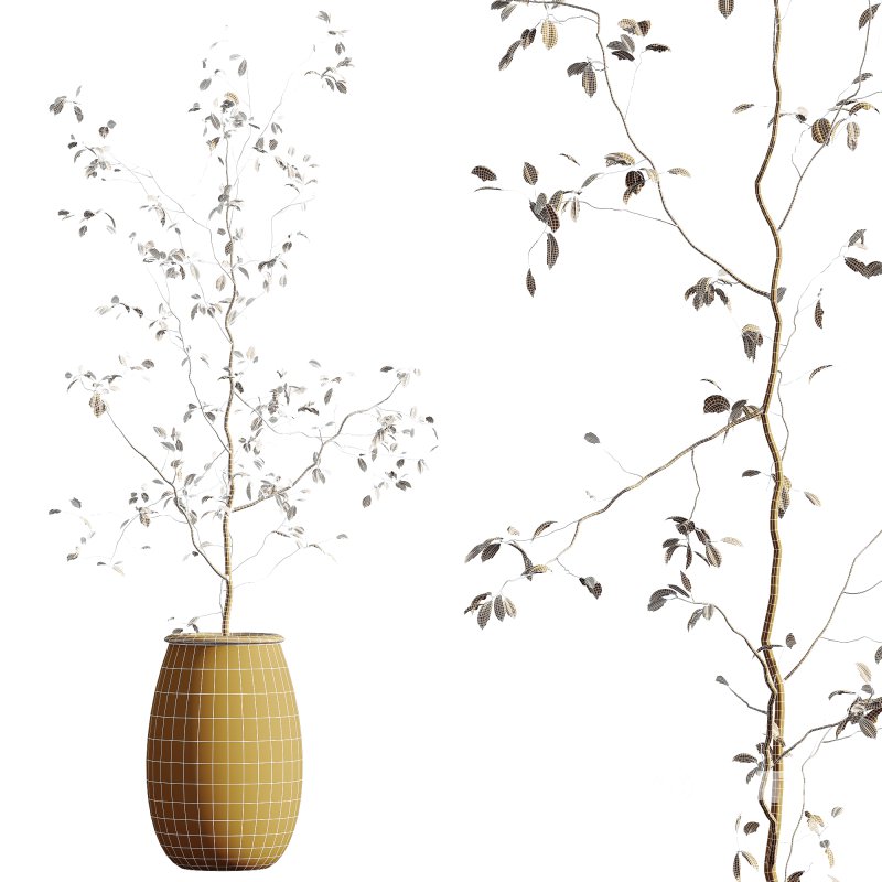 AV Indoor Plants Set 342 Ficus Marginata and Yucca Rostrata and Japandi Ficus Image 9