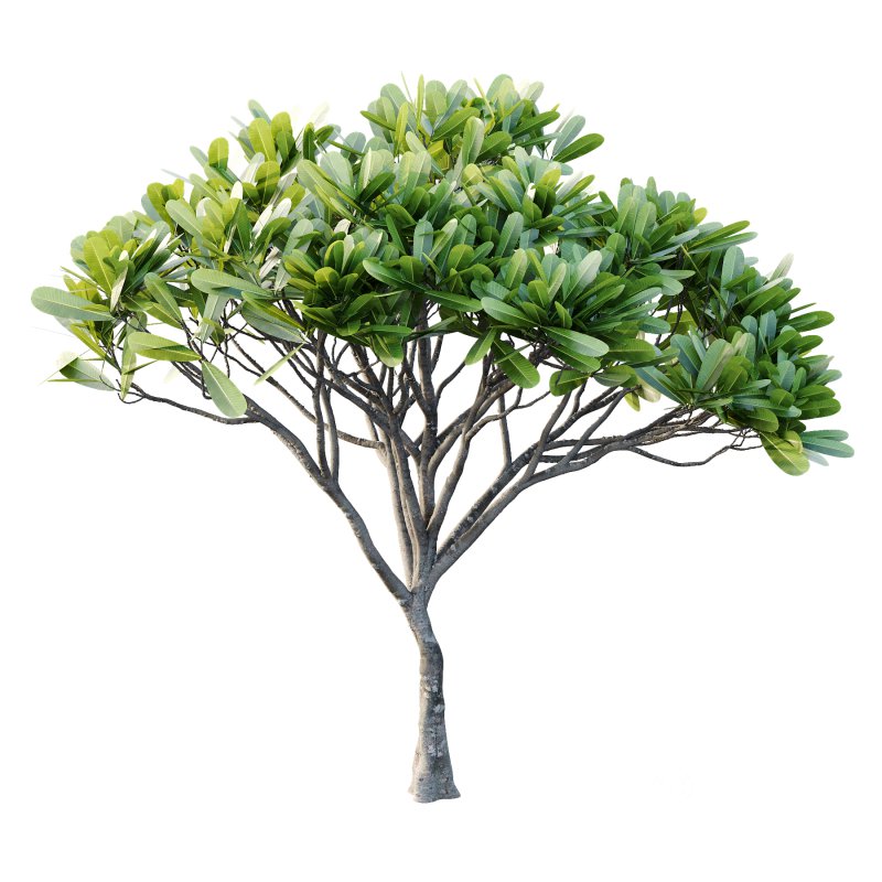 Plumeria Obtusa plant 03 Image 5