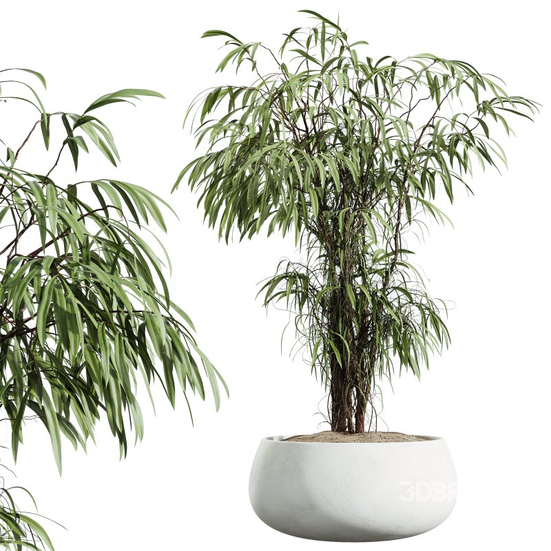 AV Indoor Plants Set 354 Ficus Marginata and Ficus Elastica and Euphorbia and Schefflera Image 7