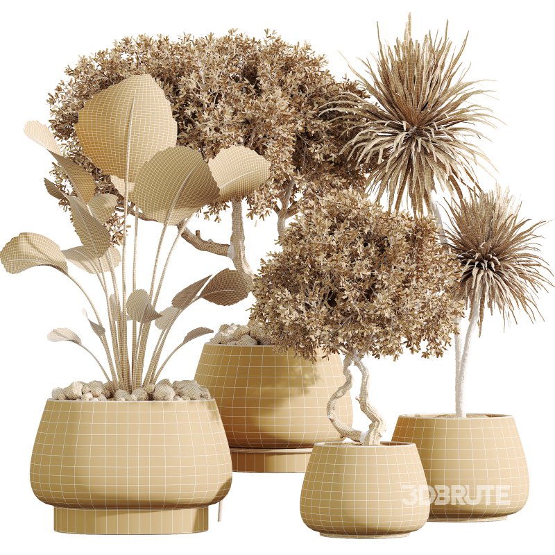 AV Indoor Plants Set 363 Yucca Palm and Banana Nicolai and Arbequina Olive Image 7