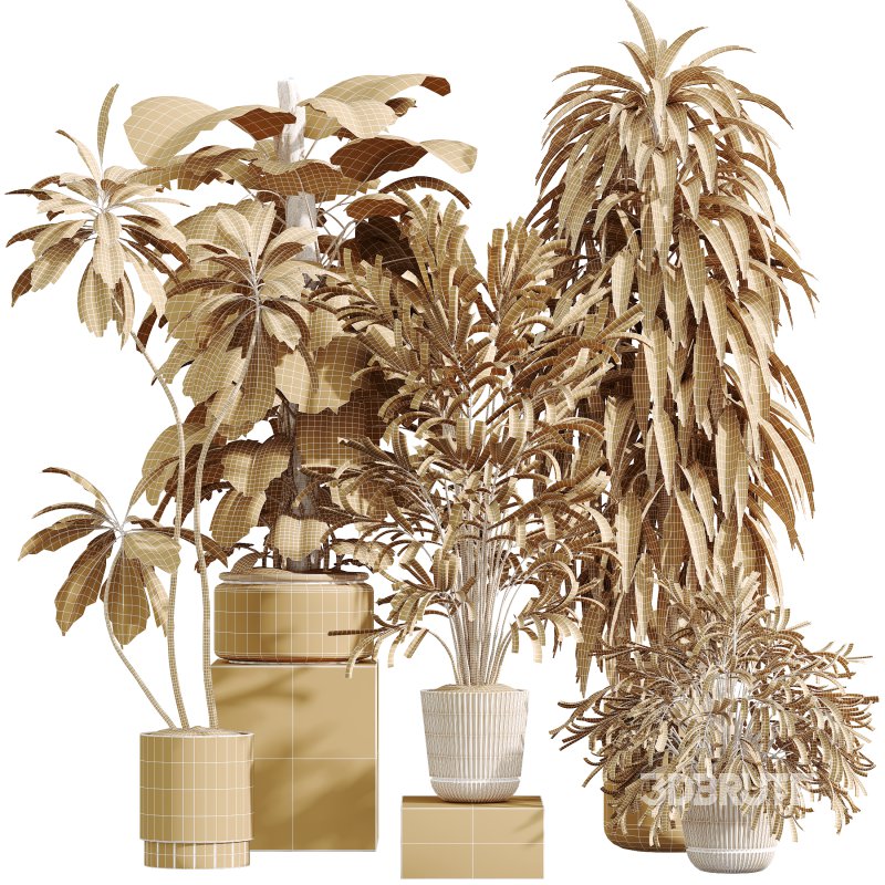 AV Indoor Plants Set 351 Dypsis Palm and Ficus Binnendijki and Ficus Cyathistipula and Elegant Monstera Image 18