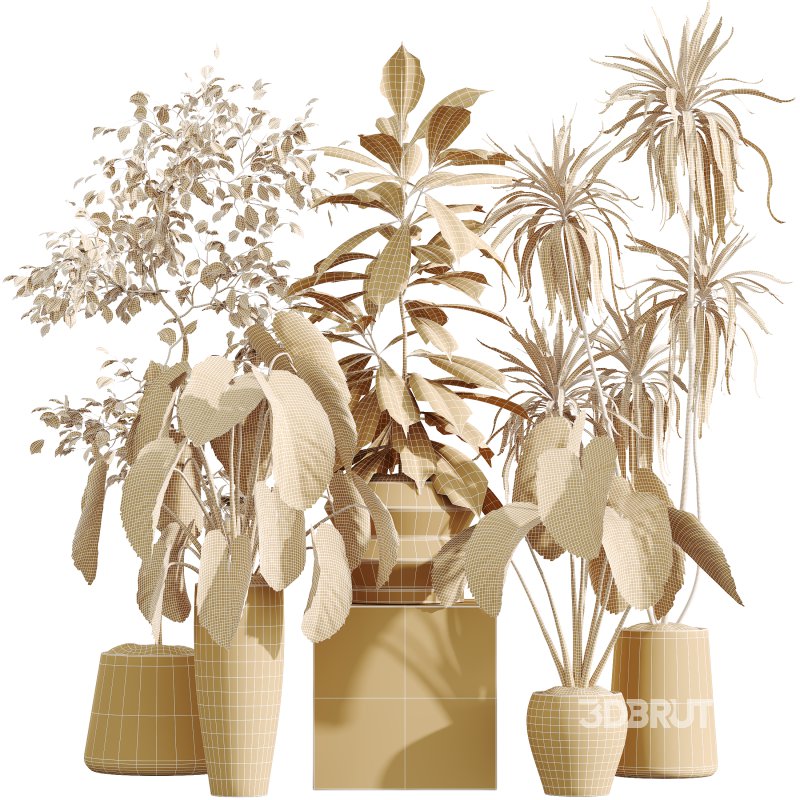 AV Indoor Plants Set 364 Ficus Cyathistipula and Dracaena Warnecki and Cunjevoi Alocasia and Japandi Decorative Image 7
