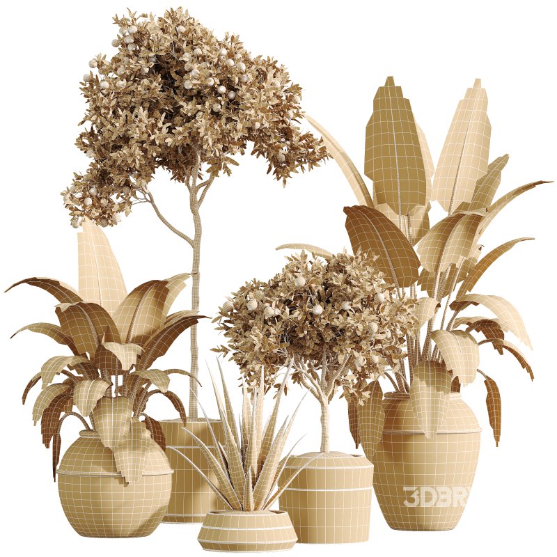 AV Indoor Plants Set 322 Fruit Orange Tree and Ficus Tineke Rubber and Aloe Vera Image 9