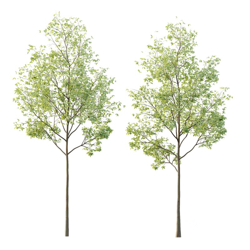 Celtis australis Tree 02 Image 2